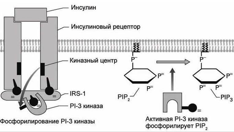 Схема мембранной рецепции