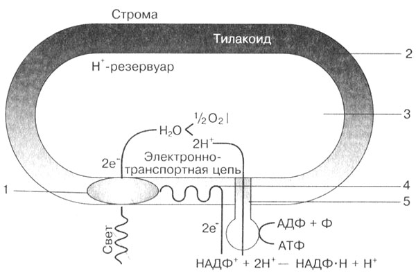 Укажите номер обозначающий на схеме этап фотосинтеза на котором происходит синтез атф