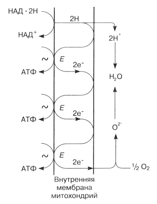 Дыхательная цепь митохондрий схема