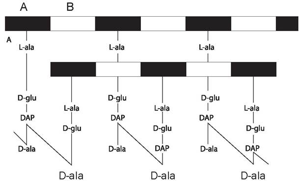 Ала ала ала восточная. Пептидогликан микробиология. Мурамовая кислота у бактерий. D-Ala - d-Ala -концами пентапептида у микроорганизмов. Схема прокариотического Гена и его МРНК по Griffiths.