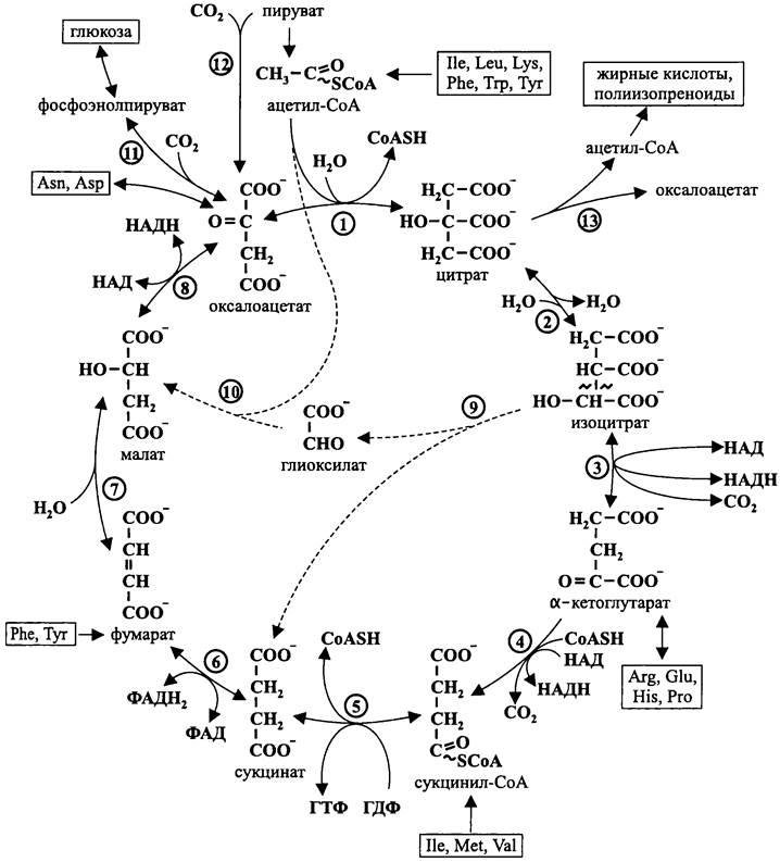 Схема глиоксилатного цикла