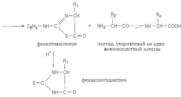 Полипептид первичной структуры. Структура пептидов. Первичная структура ксантана. Определение первичной структуры методом динитрофенилирования.