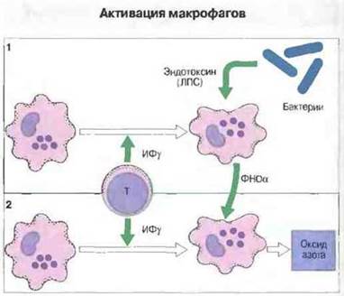 Активация макрофагов. Роль макрофагов в иммунном ответе. Роль рецепторов макрофагов в иммунологических реакциях. Жировая ткань источник провоспалительных цитокинов. Иммунология, Ройт а. классическая схема.
