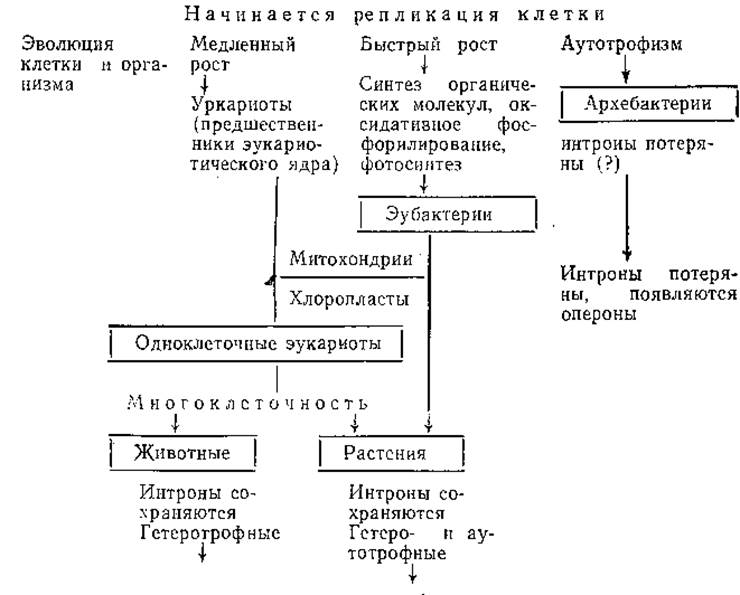 Эволюционная схема биоты была разработана кем