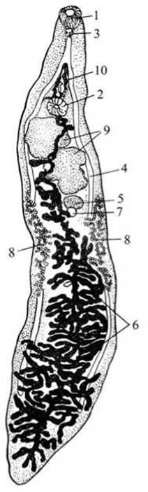 Спинно брюшном направлении. Ланцетовидная двуустка препарат. Ланцетовидный сосальщик. Ланцетовидный сосальщик препарат. Ланцетовидный сосальщик рис.