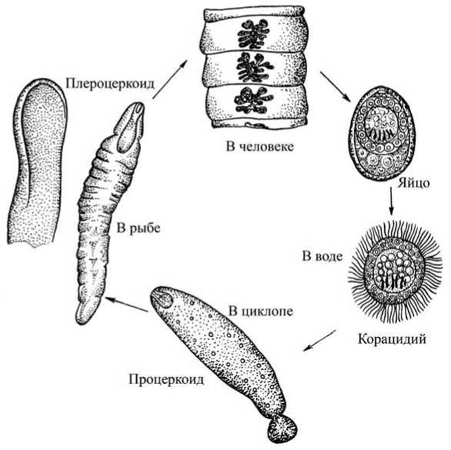 Какой цифрой обозначена на рисунке половозрелая стадия широкого лентеца