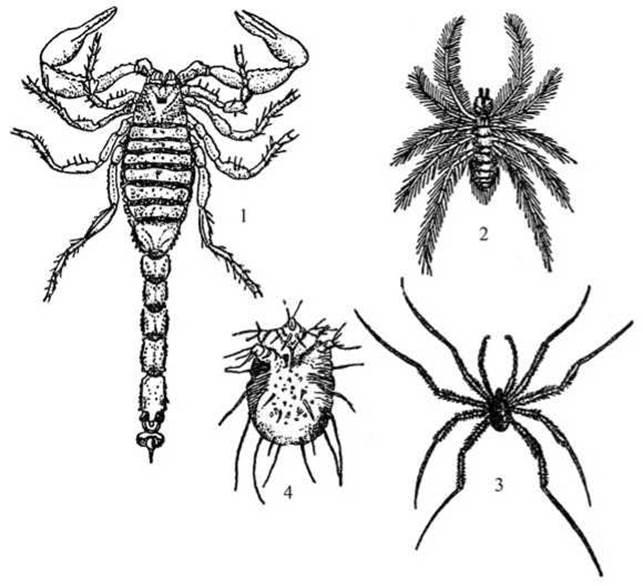 Клещ это паукообразное. Паук Скорпион сенокосец это. Подтип хелицеровые. Хелицеровые предки. Типы расчленения у паукообразных.