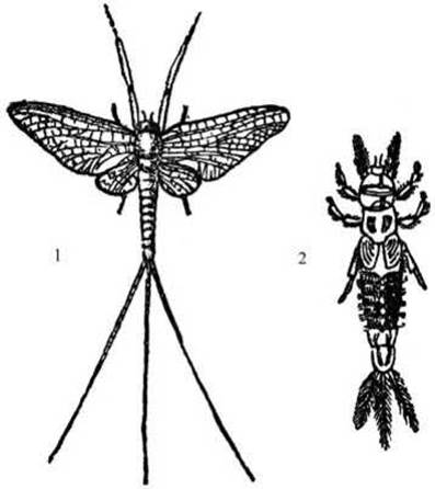 Личинка поденки рисунок