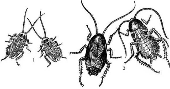 Чем отличаются черные тараканы от рыжих. Таракан Прусак самка и самец. Черный таракан самец.