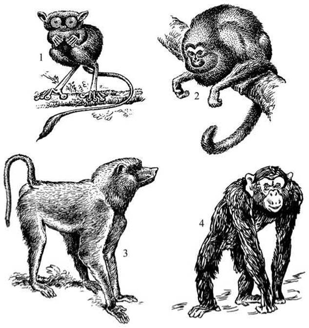 К отряду приматов принадлежат. Строение тела приматов. Эволиция Отрада приматы. Инфракласс высшие звери, или плацентарные. Эволюция отряда приматы схема.