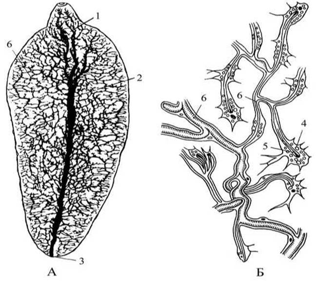 Географическое распространение печеночного сосальщика. Легочный сосальщик строение. Строение выделительной системы печеночного сосальщика.
