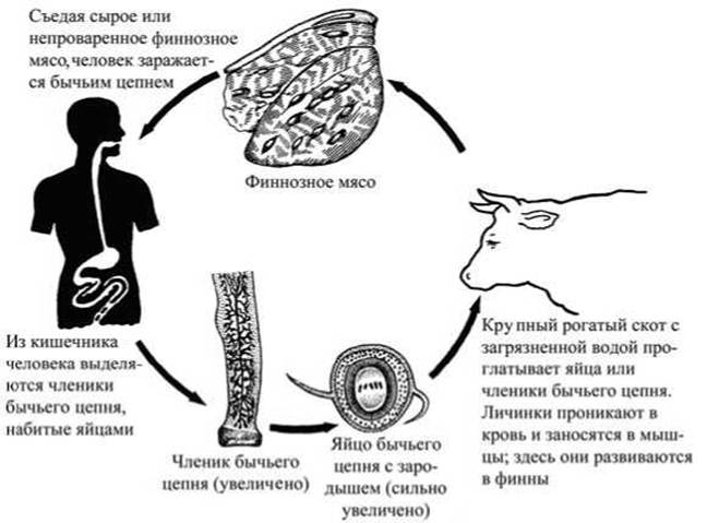 Особенности свиного цепня