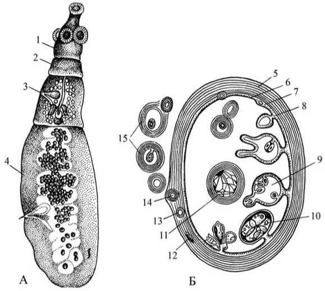 Цифрой обозначено на рисунке яйцо эхинококка. Корацидий цестод. Схема строения ленточных червей.