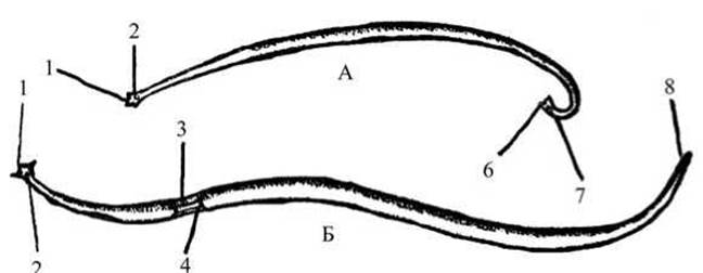 Ротовое отверстие червя. Ротовой аппарат круглых червей. Задний конец самца нематоды. Спинная и брюшная сторона нематоды круглого червя. Спинная и брюшная сторона аскариды.