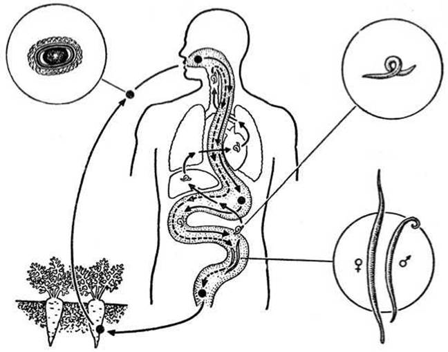 Локализация аскариды. Жизненный цикл аскариды человеческой схема. Пищеварительная система аскариды. Цикл развития аскариды. Пищеварительная система аскариды человеческой.