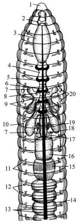 Внутренние органы червя. Вскрытый дождевой червь строение. Строение дождевого червя продольный разрез. Спинная сторона дождевого червя. Нереида продольный разрез.