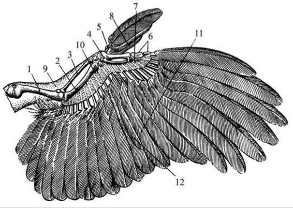 Расположение контурных перьев на теле птицы. Строение крыла стрижа. Строение крыла птицы. Рентген крыла птицы. Строение крыла пингвина.