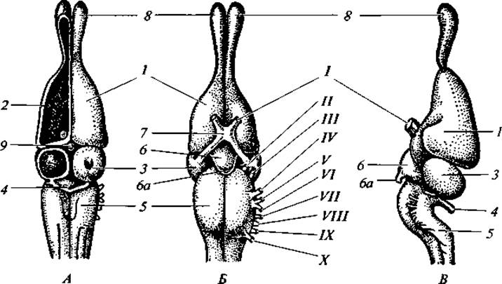 Схема строения головного мозга ящерицы 7 класс