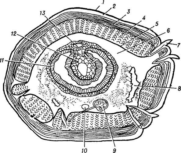 К какому классу относится червь поперечный срез которого представлен на рисунке